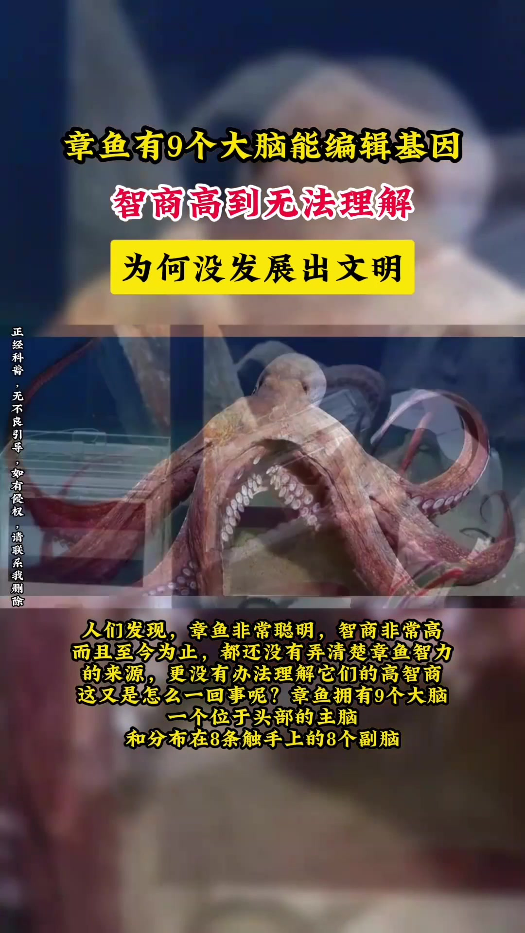 章鱼有9个大脑能编辑基因,智商高到无法理解,为何没发展出文明