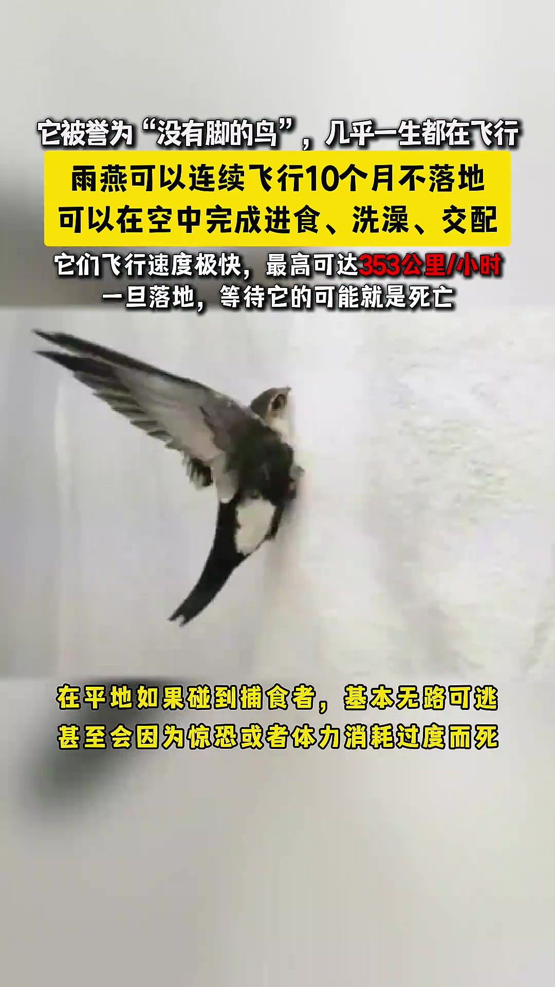 雨燕,被誉为“没有脚的鸟”,可以连续飞行10个月不落地