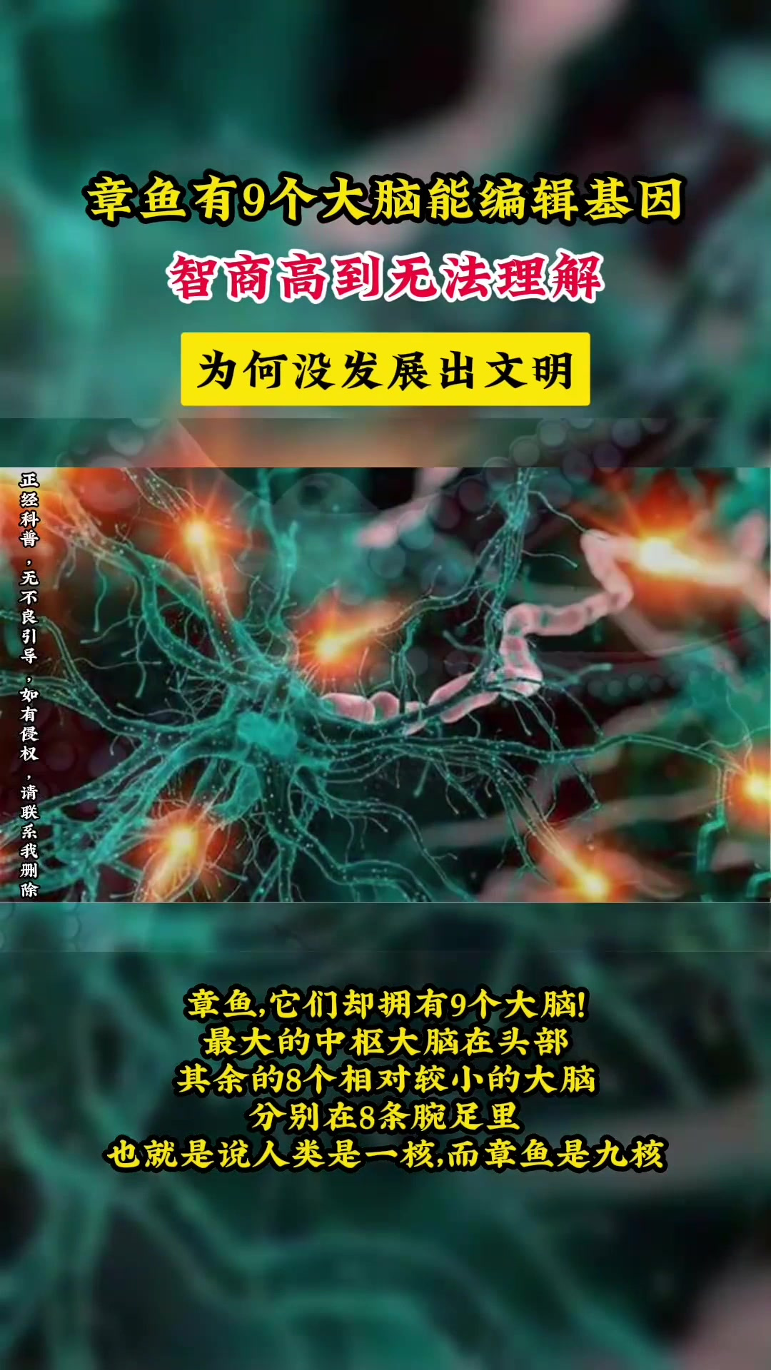 章鱼有9个大脑能编辑基因,智商高到无法理解,为何没发展出文明