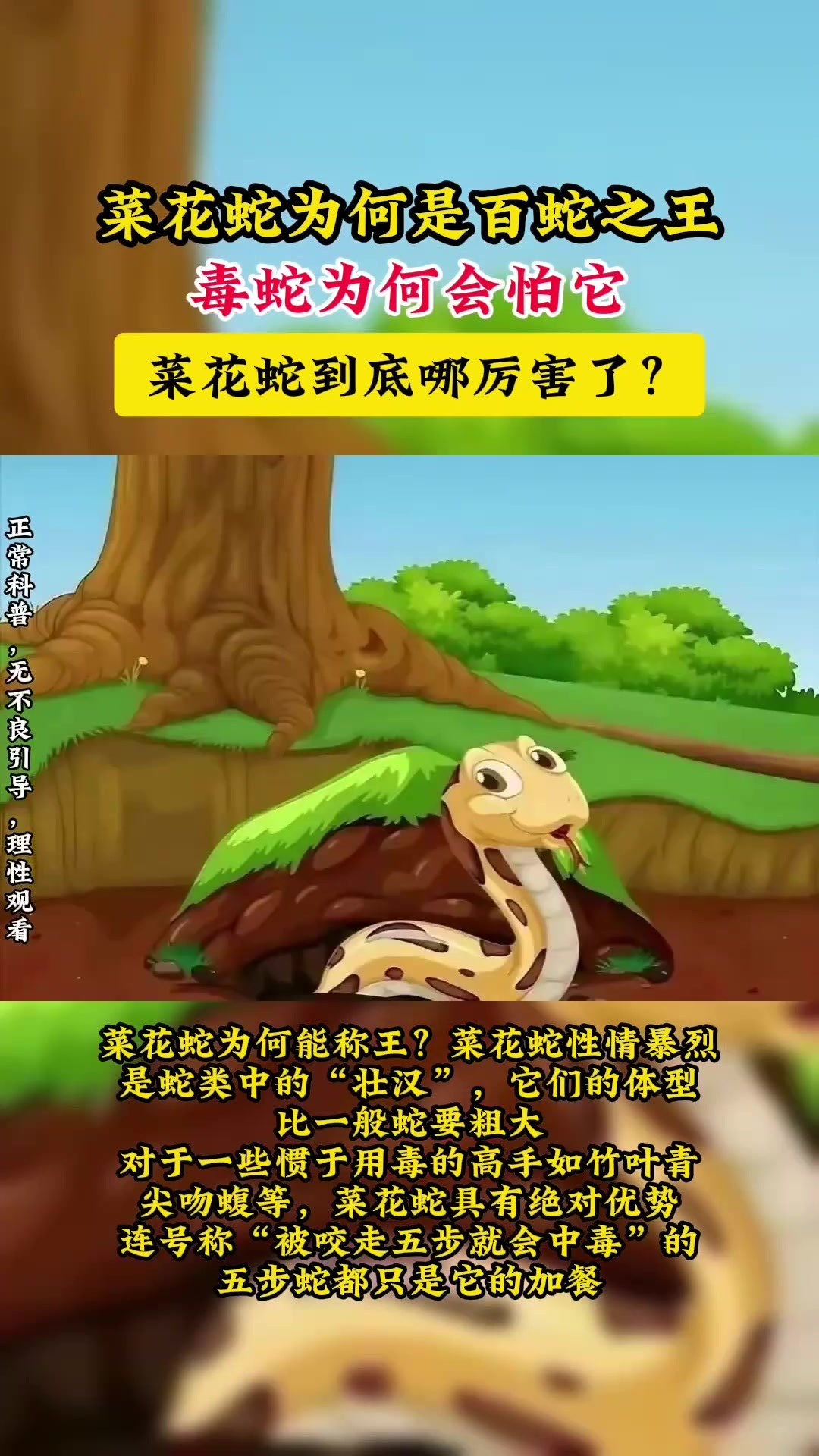 菜花蛇为何是百蛇之王?毒蛇为何会怕它,菜花蛇到底哪厉害了?