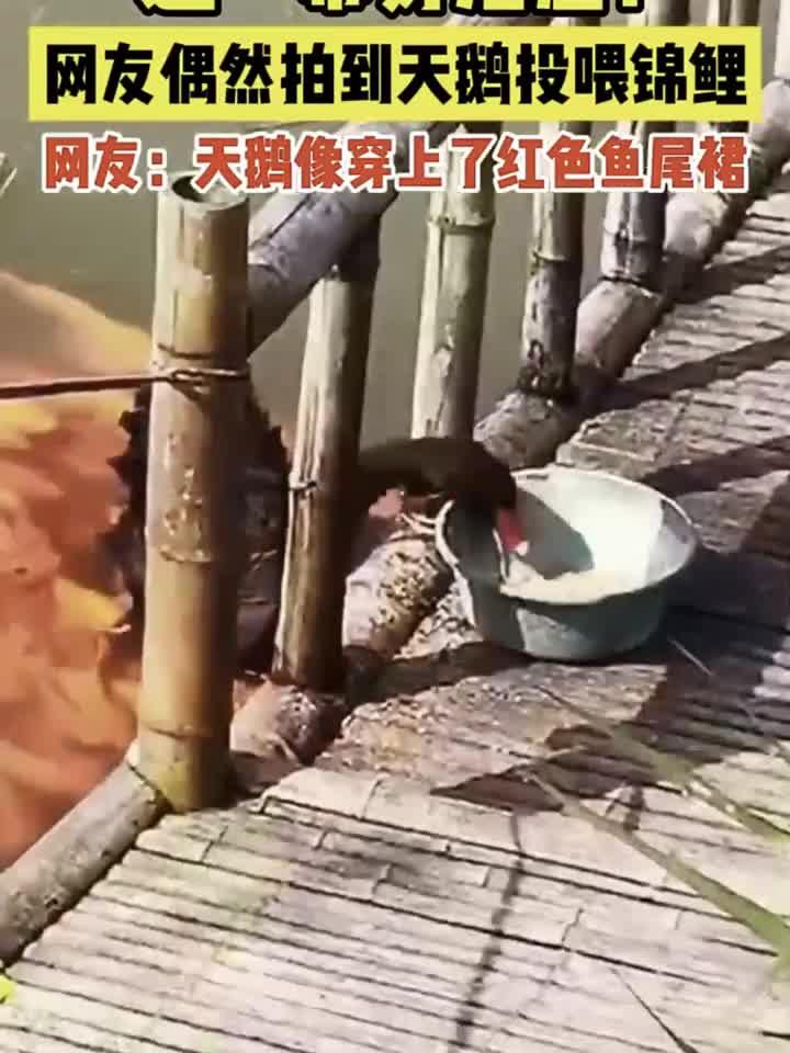 天鹅叼走岸上的食物喂鲤鱼,也太有爱了