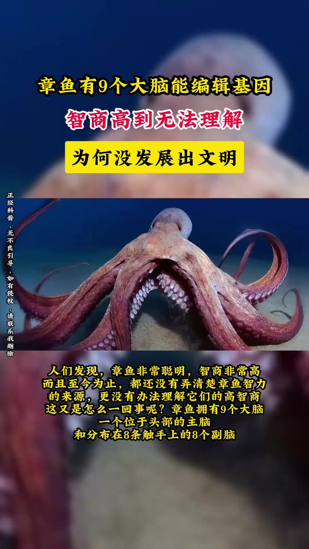 章鱼有9个大脑能编辑基因,智商高到无法理解,为何没发展出文明