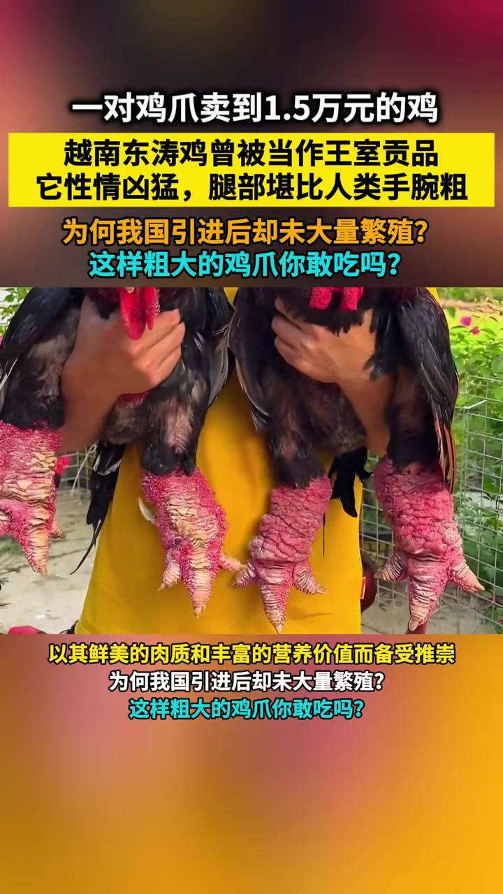 东涛鸡曾作为越南皇室的贡品,它腿部粗壮,为何我国却未大量繁殖