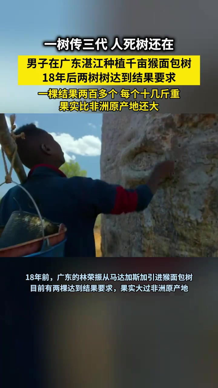 男子在广东种植猴面包树,18年后两棵树结果百个,比原产地的还大