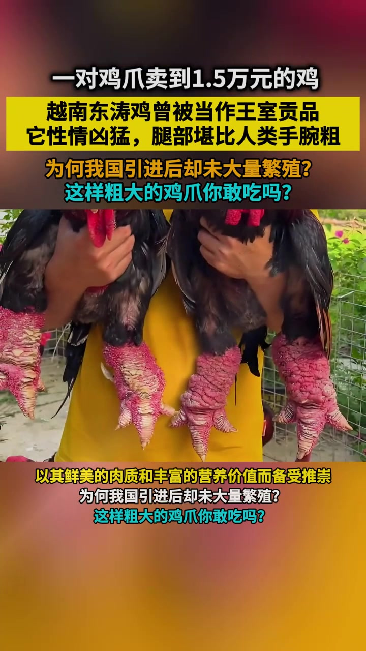 东涛鸡曾作为越南皇室的贡品,它腿部粗壮,为何我国却未大量繁殖