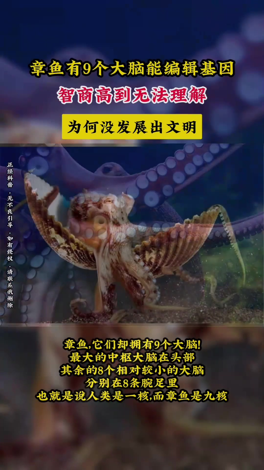 章鱼有9个大脑能编辑基因,智商高到无法理解,为何没发展出文明