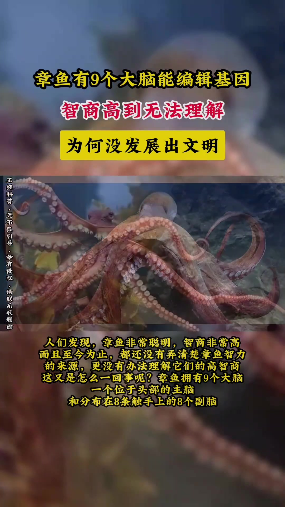 章鱼有9个大脑能编辑基因,智商高到无法理解,为何没发展出文明