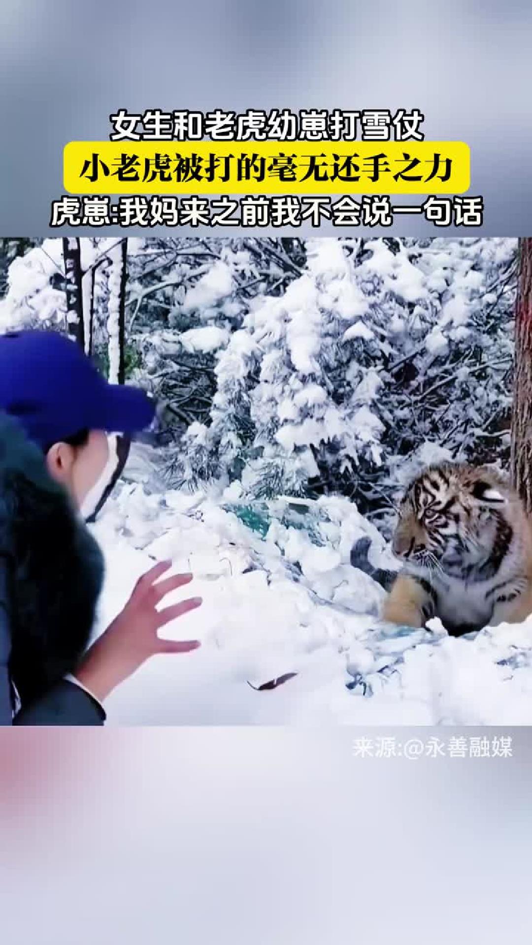 女生和老虎幼崽打雪仗，小老虎被打的毫无还手之力？