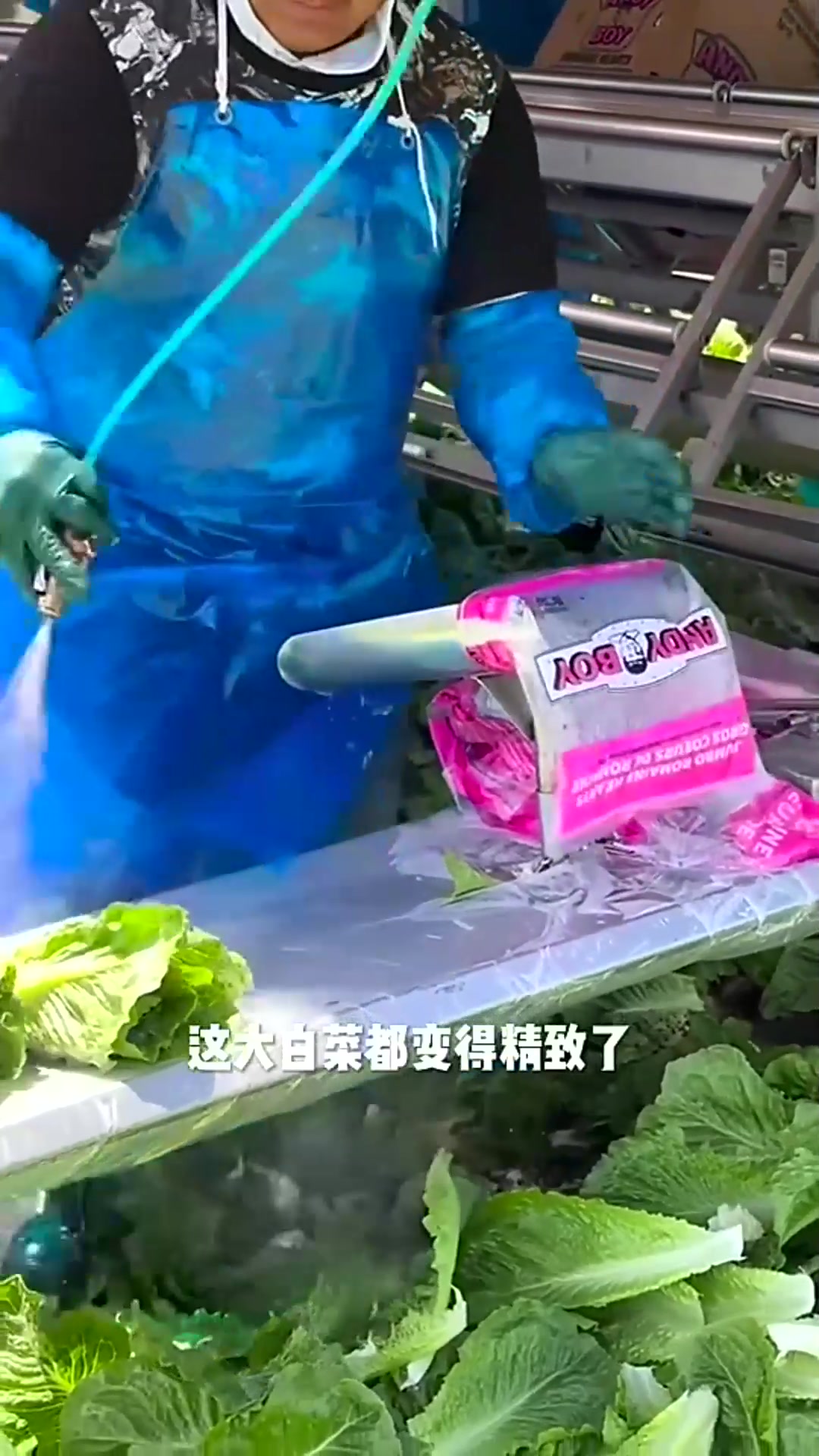  大的小的都是白菜，包装好就卖的贵，还是农村自己种的小白菜好！