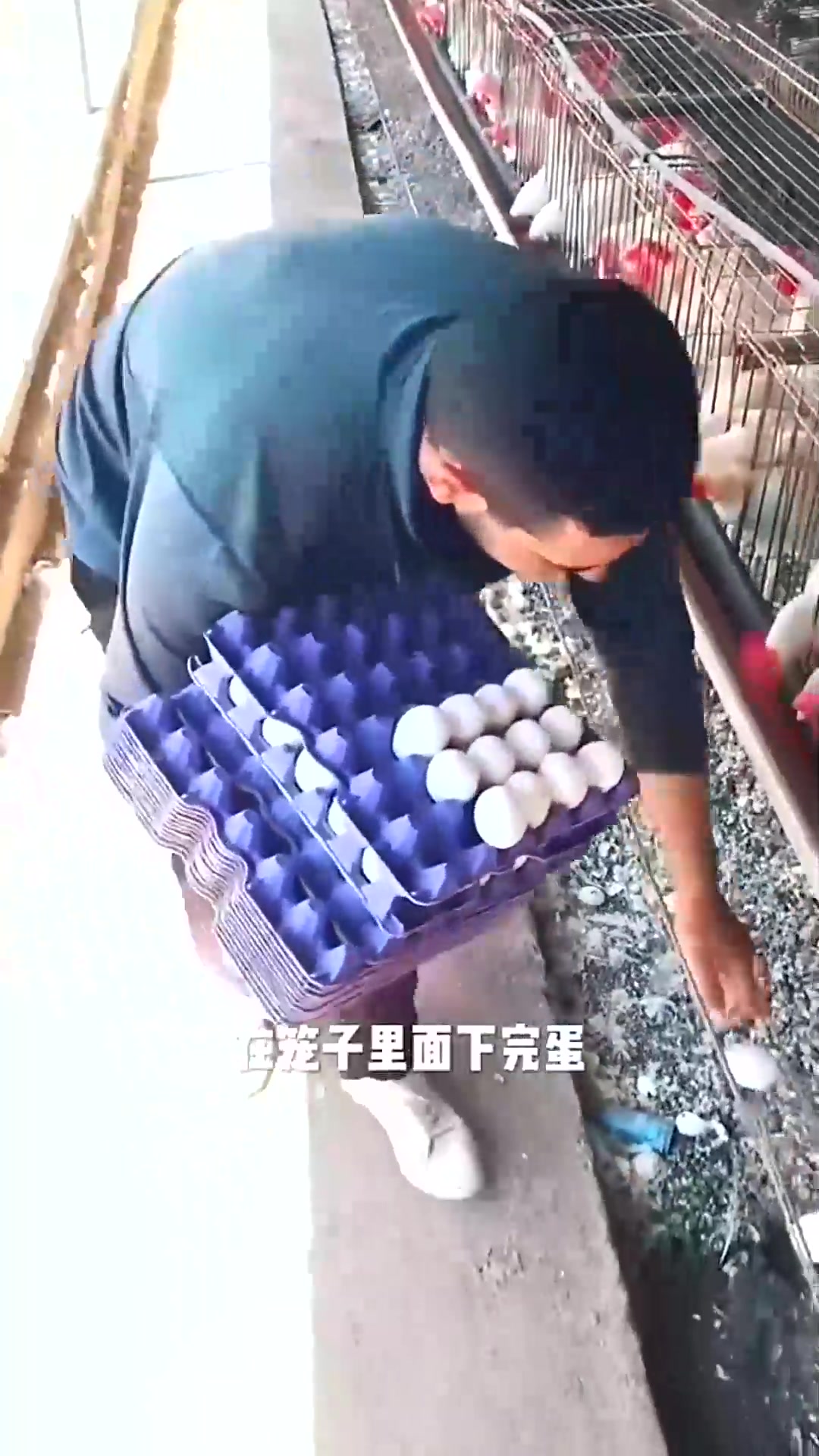  这笼子好,捡鸡蛋省力,什么原理呢?