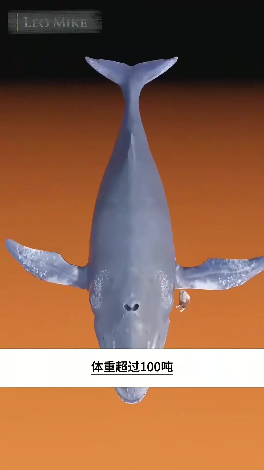  可怕的鲸鱼爆炸