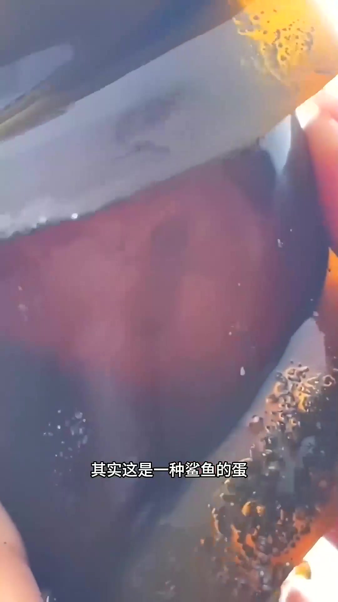  世界上最奇怪的鲨鱼卵