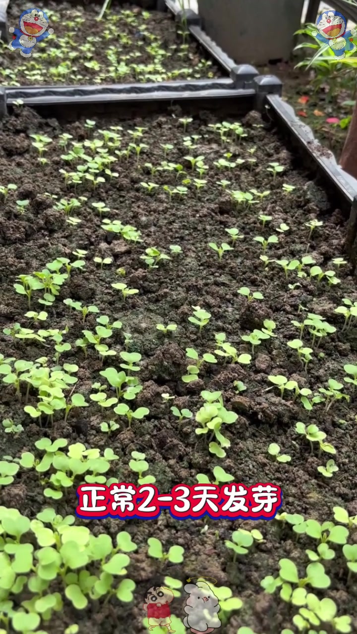  种子种下去多久发芽?您都知道吗