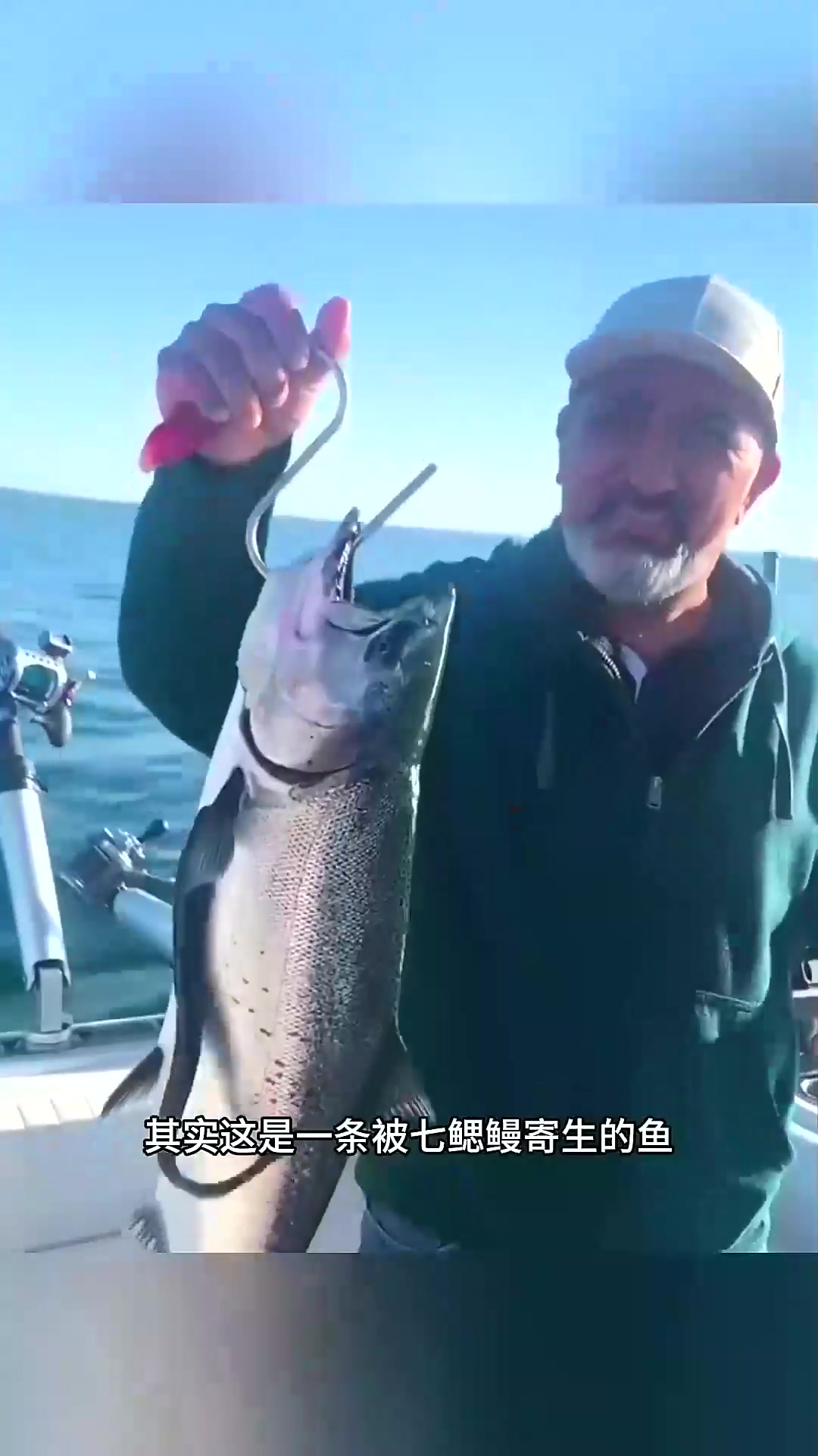  为什么这条鱼身上长着怪怪的东西