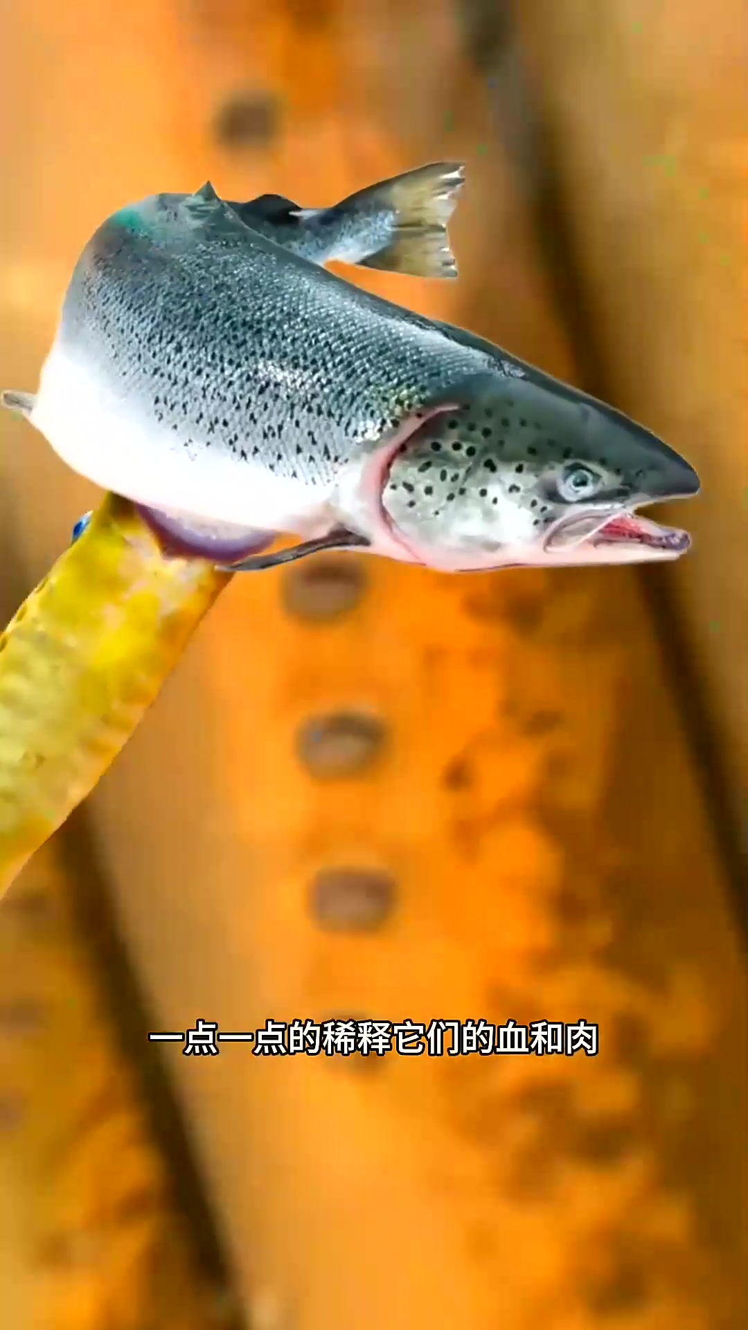  海洋中的七鳃鳗鱼