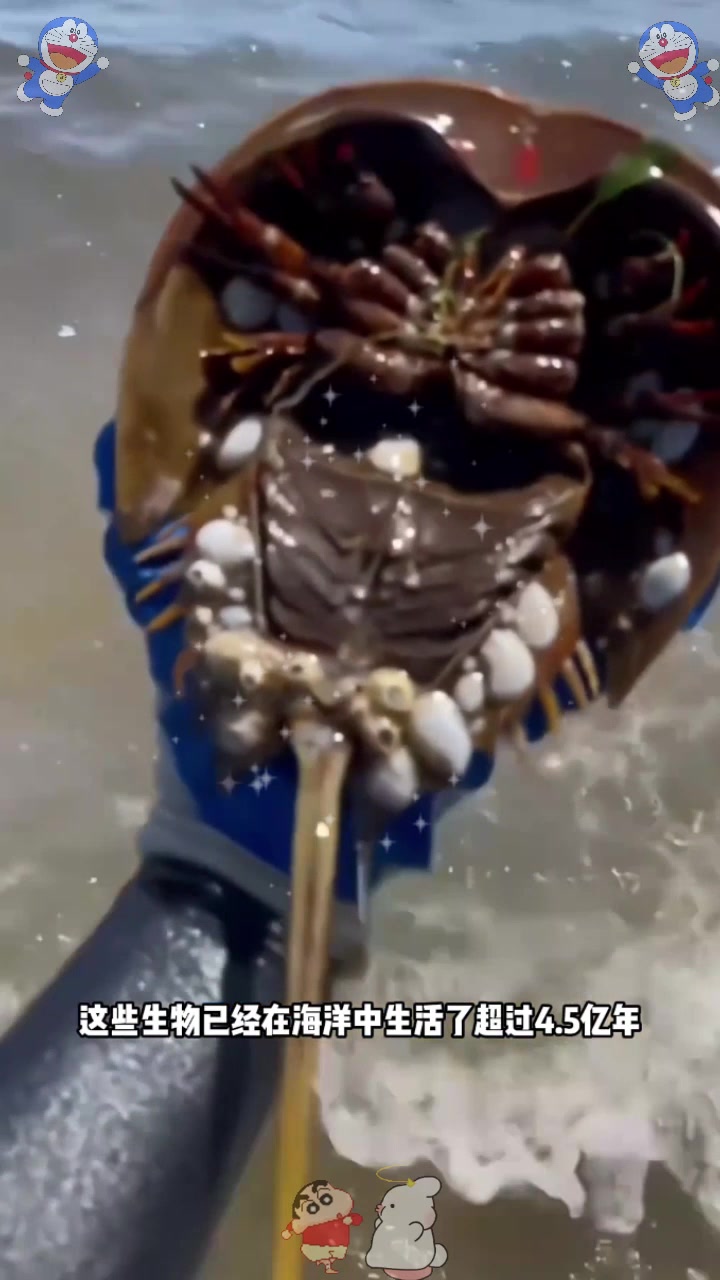  拥有蓝色血液的生物