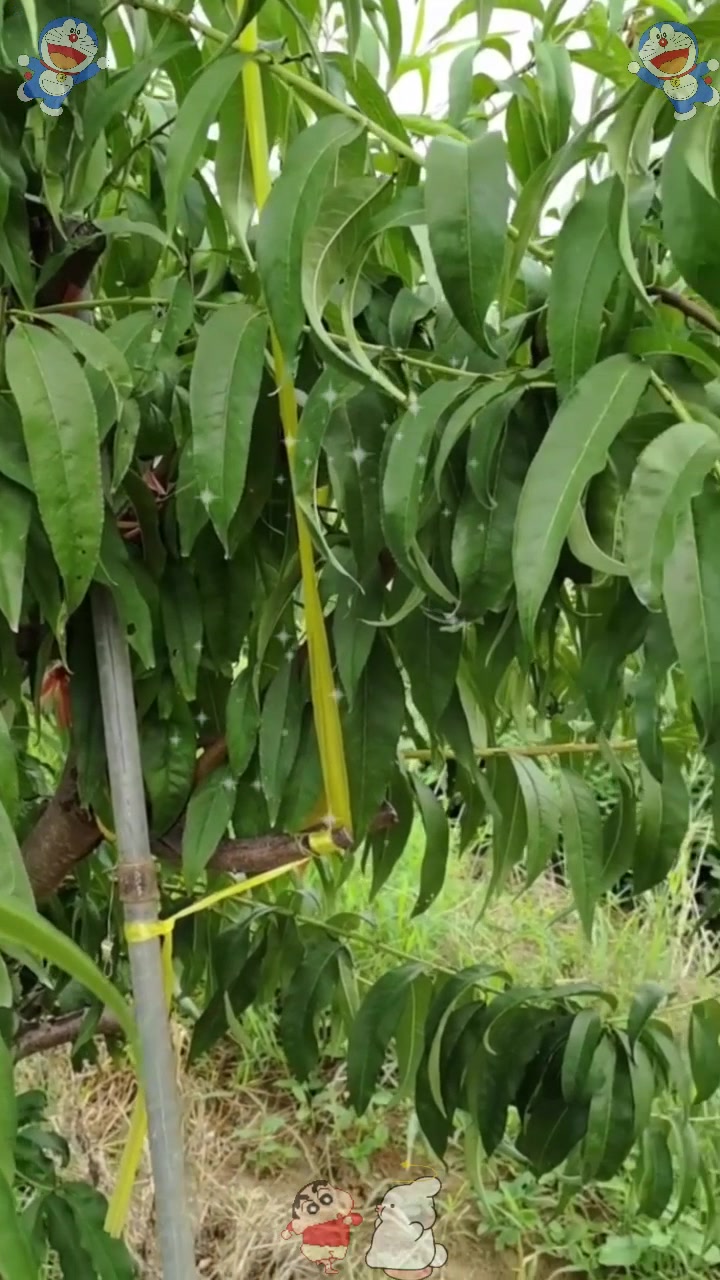  中蟠104号晚熟黄肉蟠桃新品种