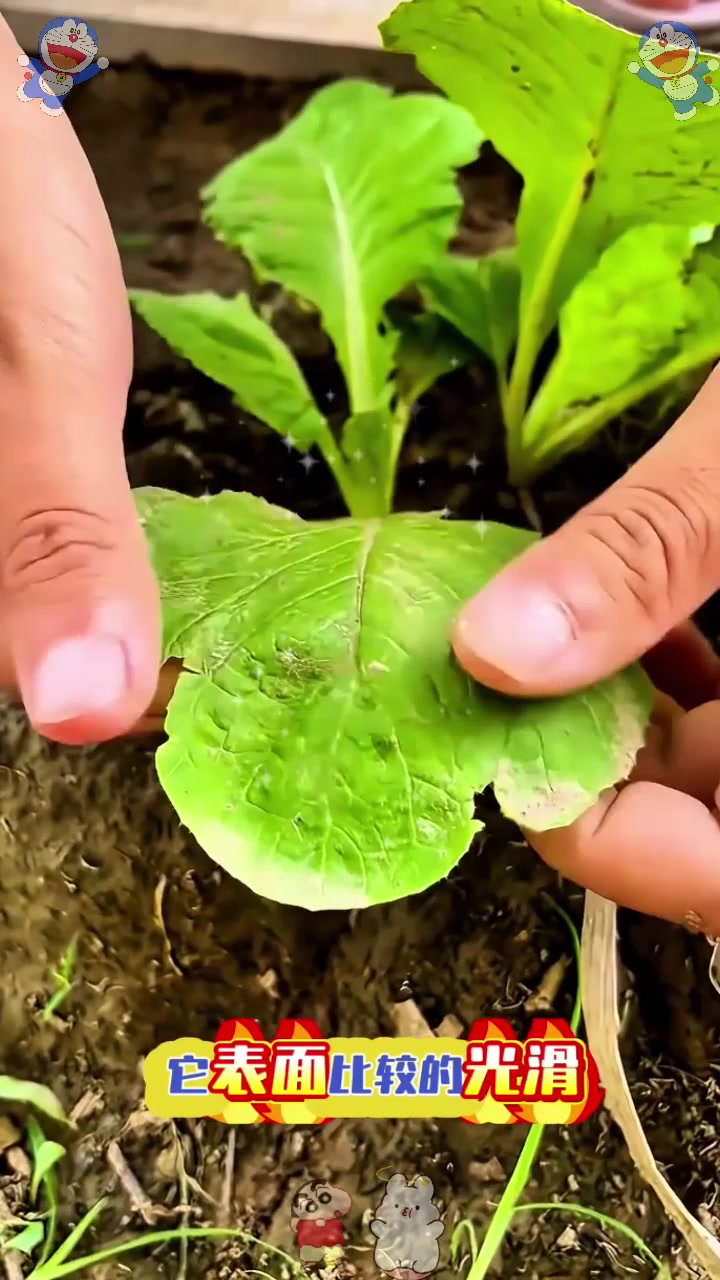  白菜苗有公母,你知道怎么区分嘛?
