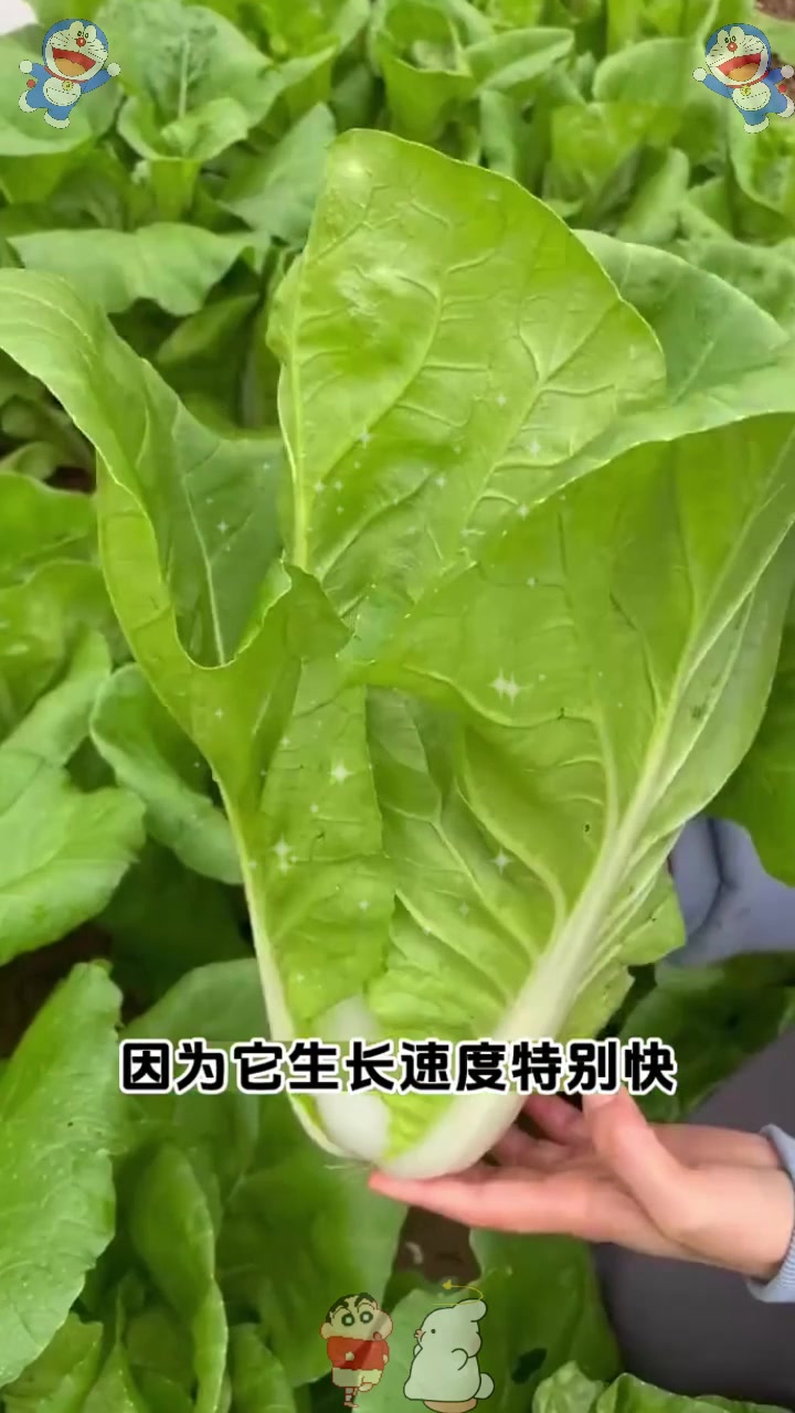  一个月就采收口感好,快菜耐热不招虫
