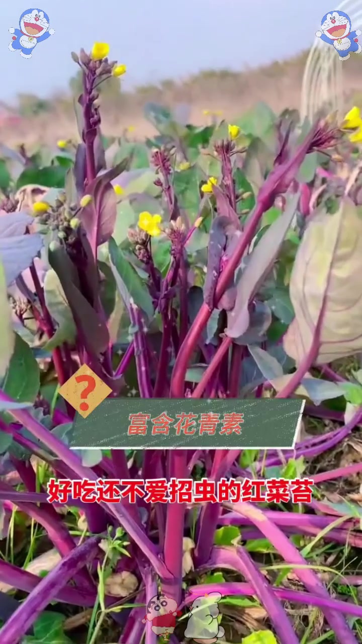  天寒地冻照样生长,红菜苔脆嫩好吃,紫色叶片富含花青素!