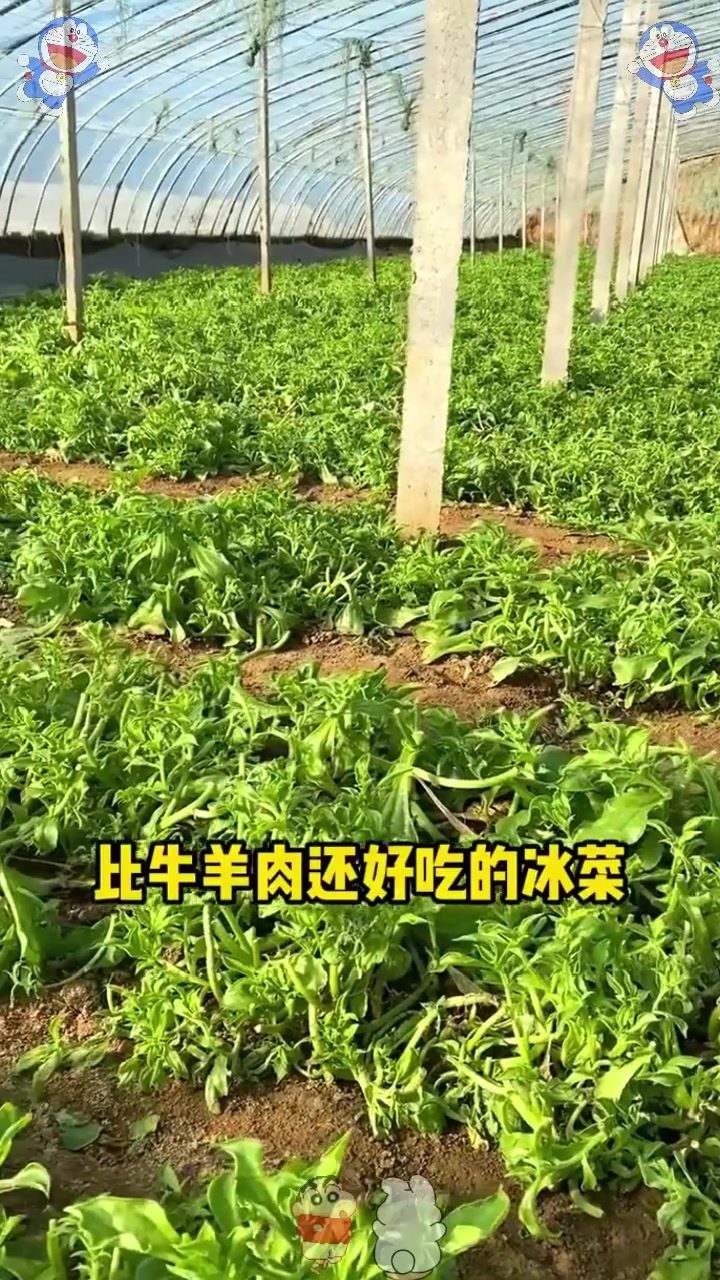  自带“盐分”的蔬菜,不挑季节种植,适合盆栽营养价值高!