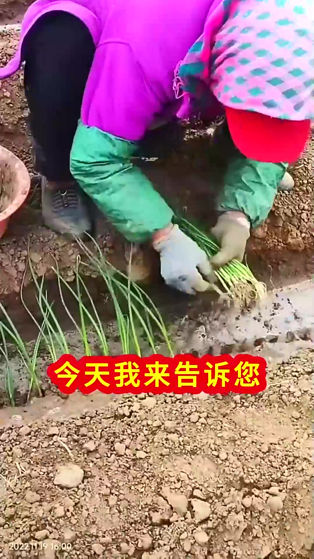  春节过后这几种蔬菜千万不要错过最佳种植时间
