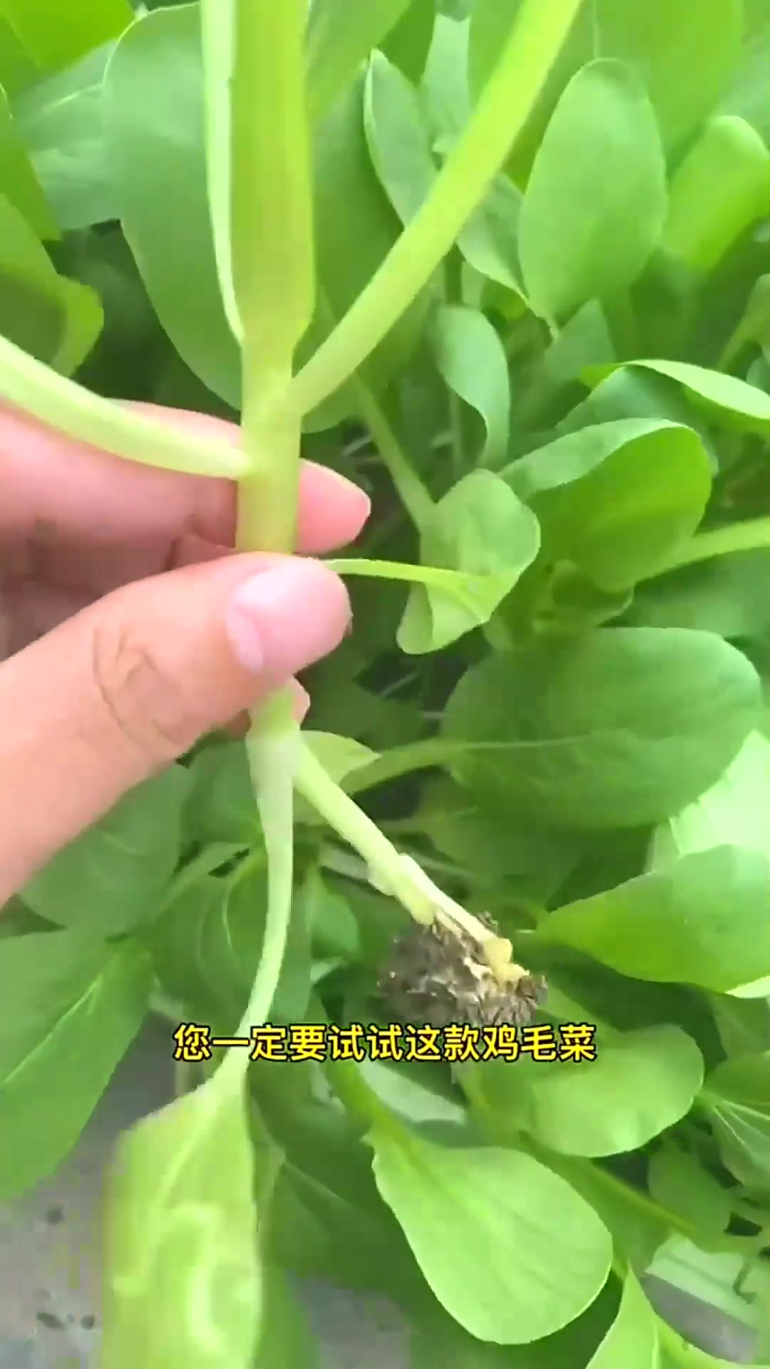  好吃又好种,鲜嫩鸡毛菜