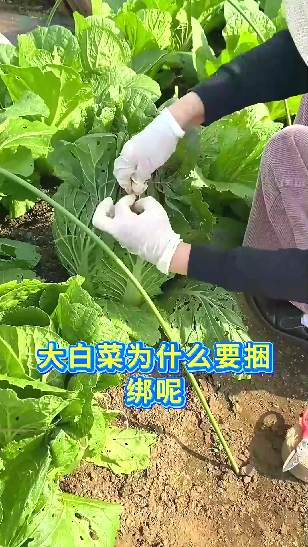  霜降后白菜捆绳最佳时间和注意事项快速包心防冻害