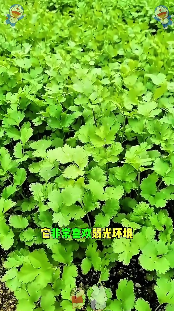  适合秋季种植又耐阴的蔬菜品种!
