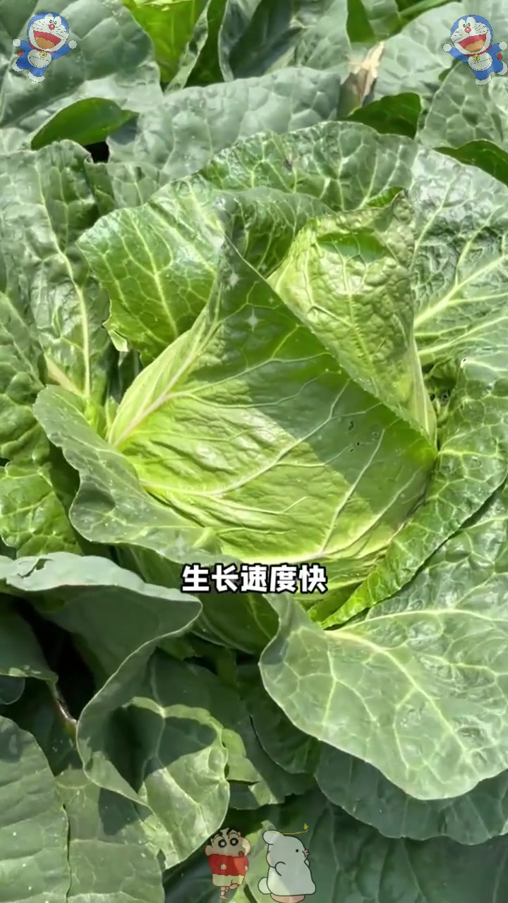 早熟牛心甘蓝品种,北方人叫它包菜,营养丰富耐寒又好种!