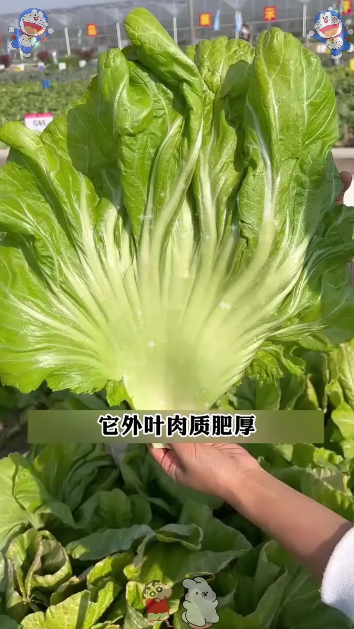  包心芥菜叶片肥厚，常用来腌制小菜，北方人甚少吃过！