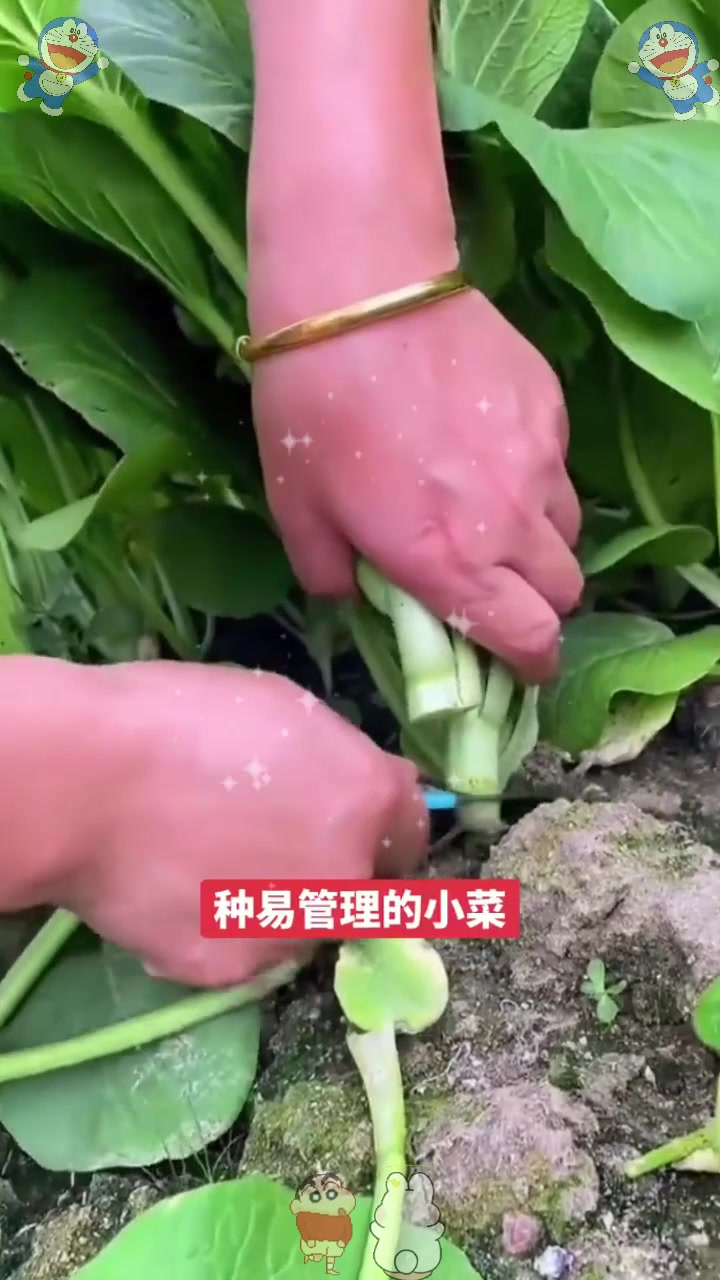  广东的特产“菜心”,能种到十一月份,炒菜脆嫩清甜,营养高!