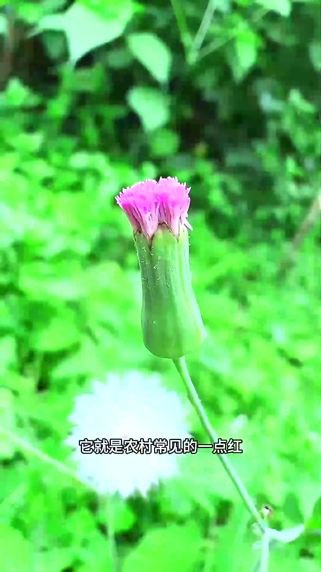  农村常见的一点红,我们也叫紫背叶,它的嫩芽可是一种野菜