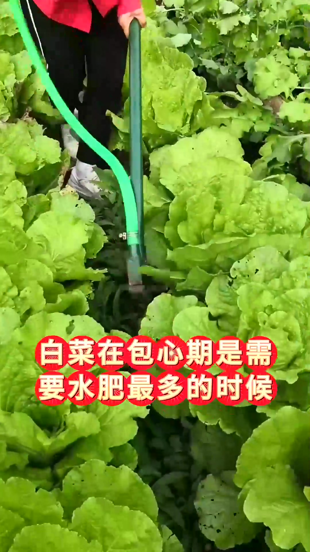  白菜包心期需要怎么管理要不要打底叶