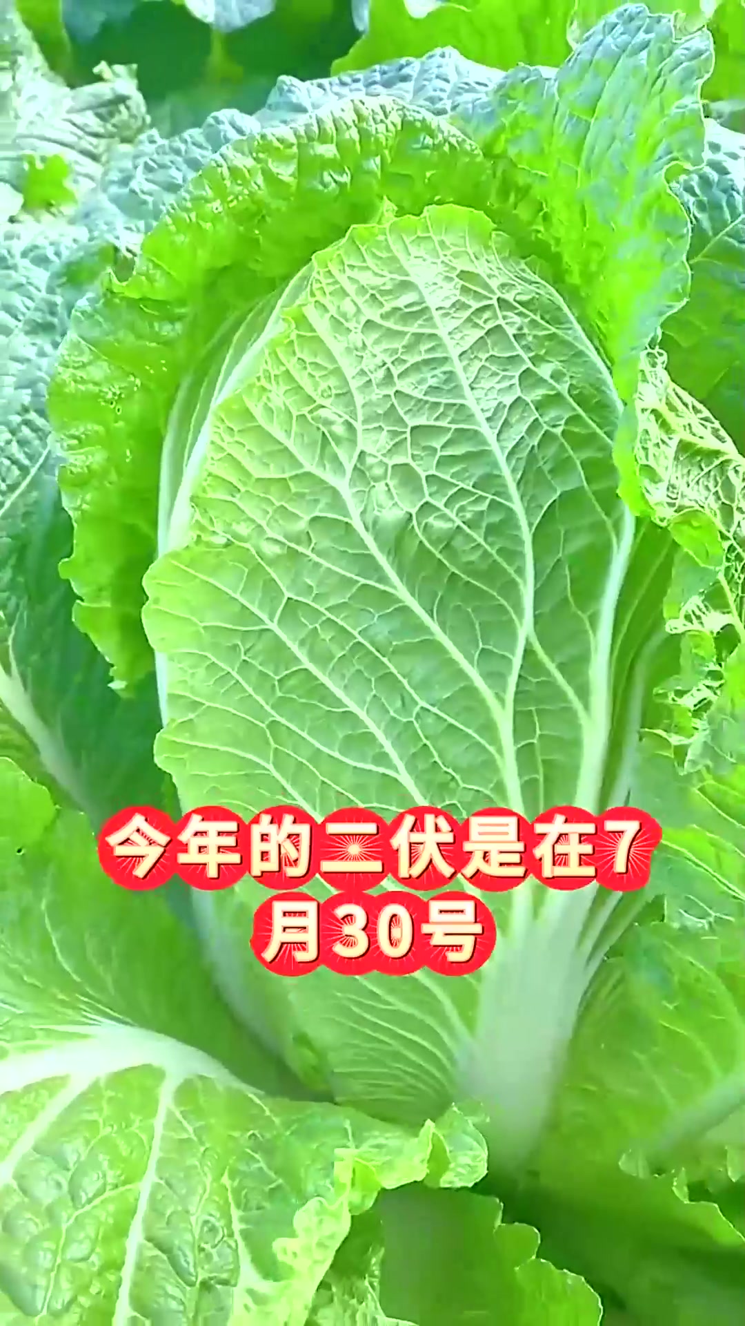  秋季大白菜到底什么时候种植最合适