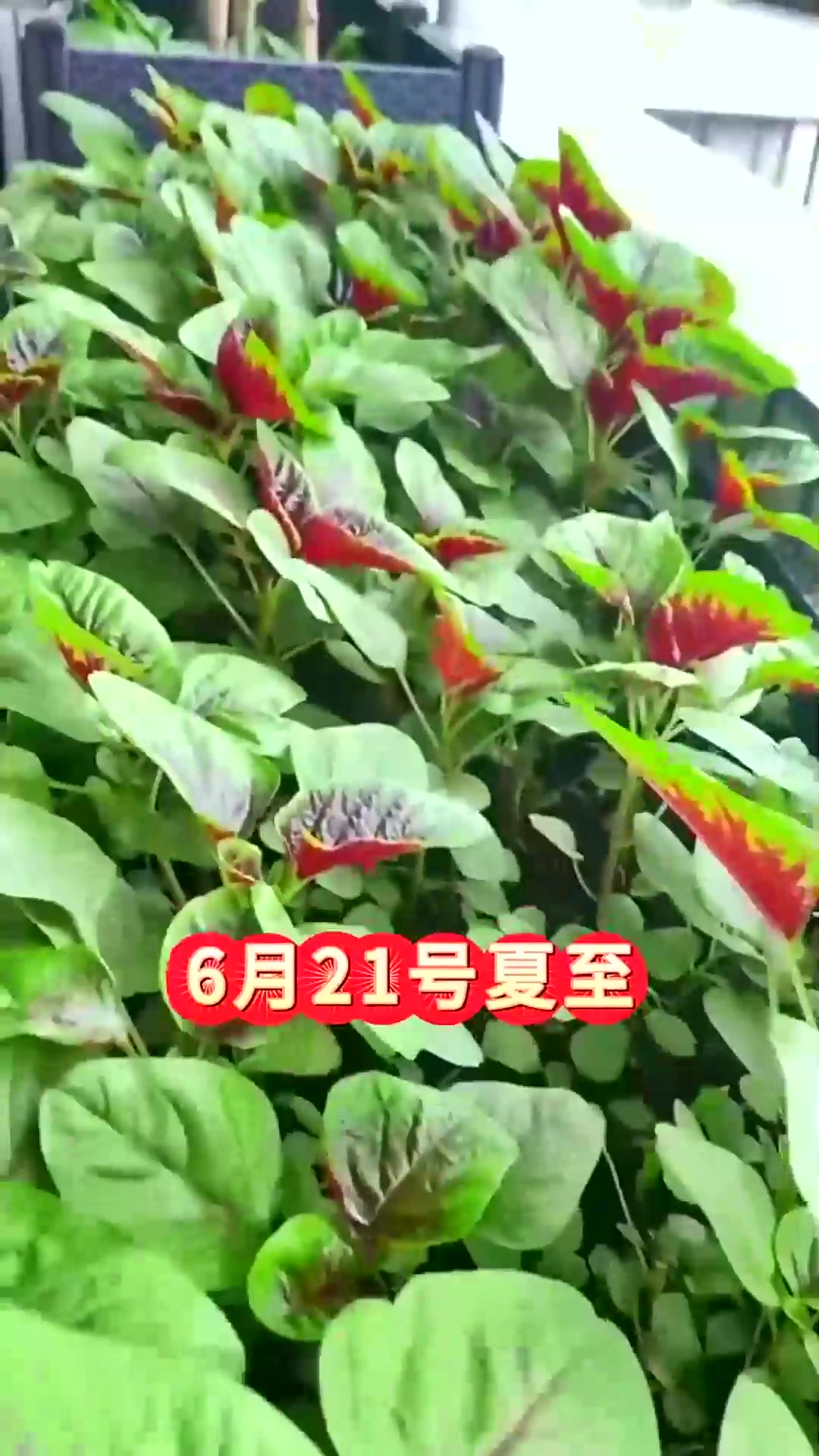  2025年下半年可以种哪些蔬菜记住这个种菜时间表
