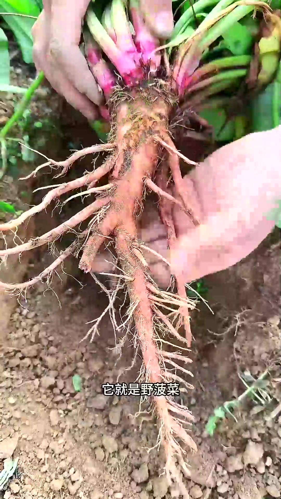  这株牛羊都不吃的野菜,它叫野菠菜,又称红筋大黄