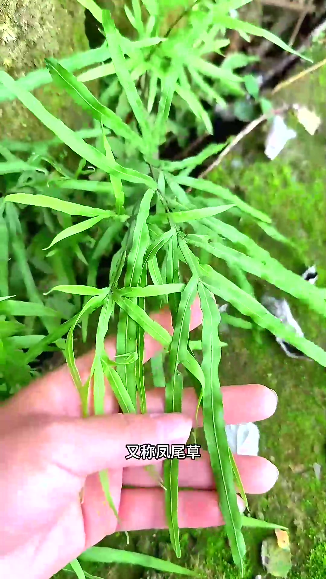  石缝里的鸡爪草,又称凤尾草,村里的老先生常采收它