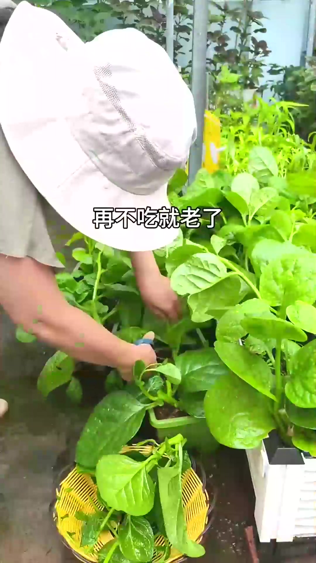  今天吃木耳菜!这样采摘再及时施肥,十几天后又能收割啦
