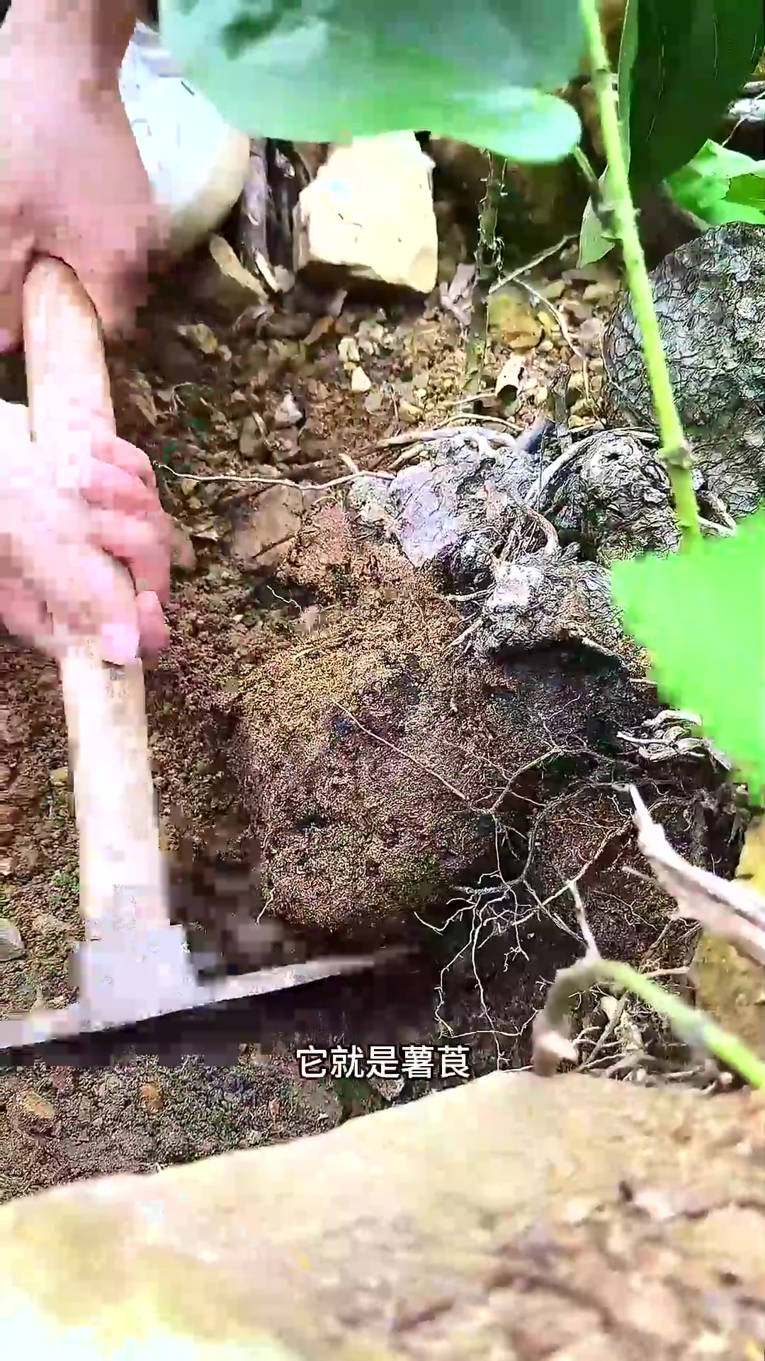  薯莨,又名鸡血莲、朱砂莲,古时候的薯茛可是重要的染色原料