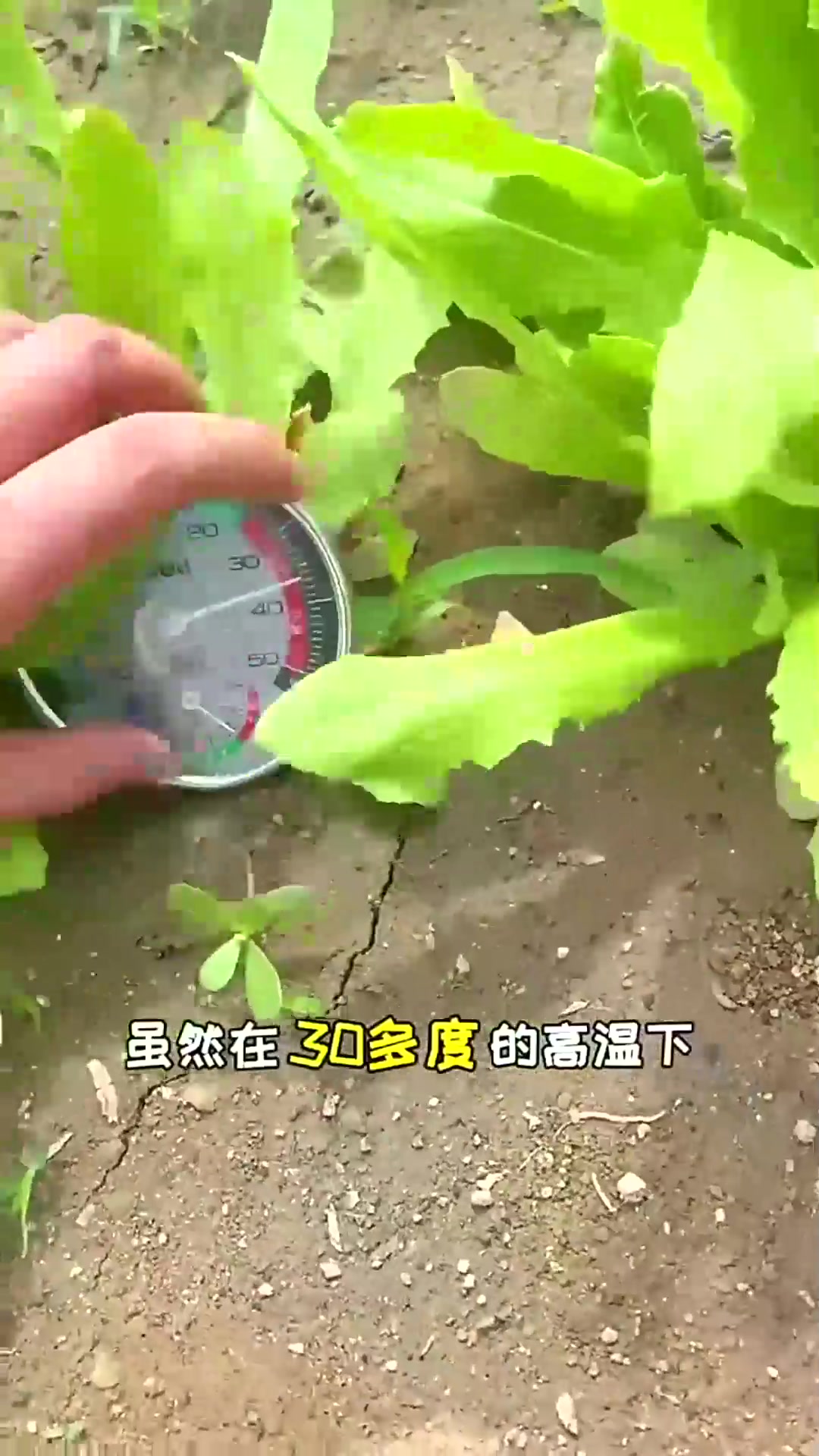 特别适合夏天种植四季油麦菜