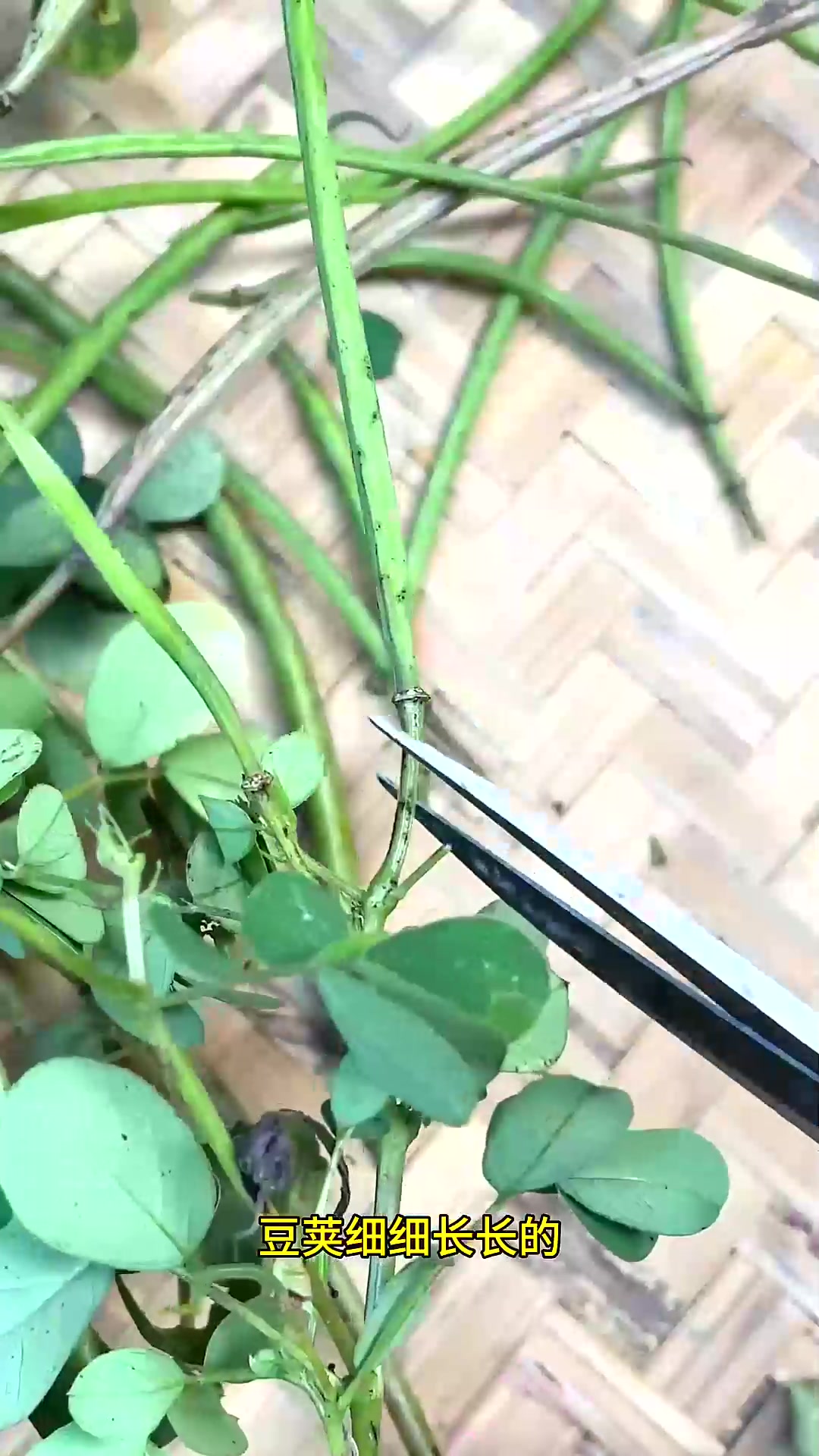  决明子是决明的种子，来了解一下