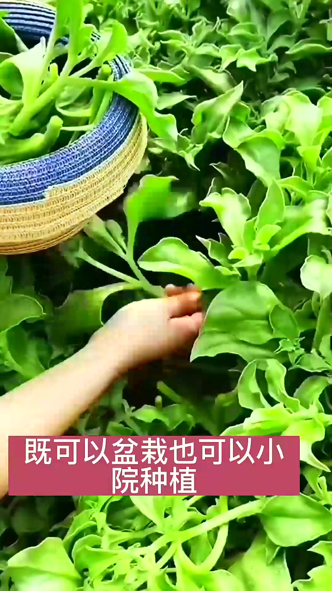 多茬采摘的冰菜,脆嫩好吃,特别适合自己在家种