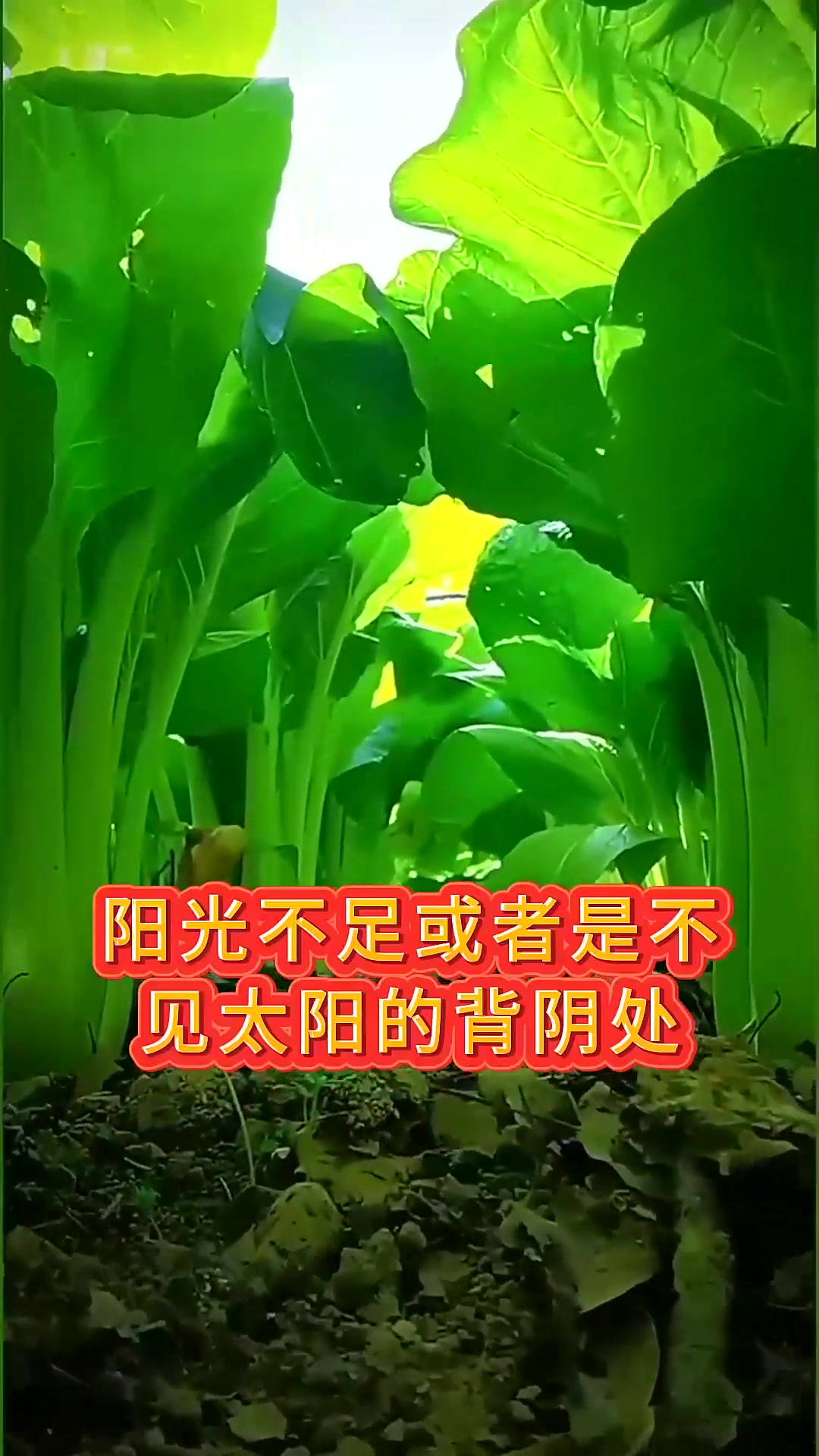  八种耐阴蔬菜不见阳光也能种大树下照样生长旺盛