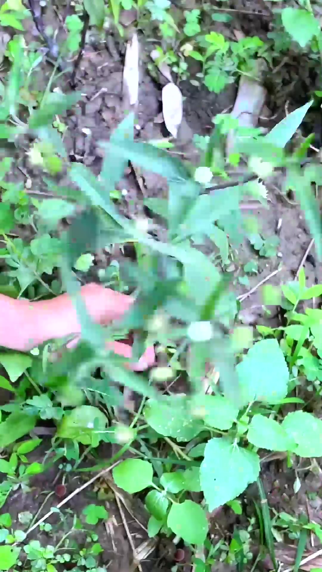  农村的墨菜,又叫墨旱莲、墨汁草、乌发草,看看你那有吗?