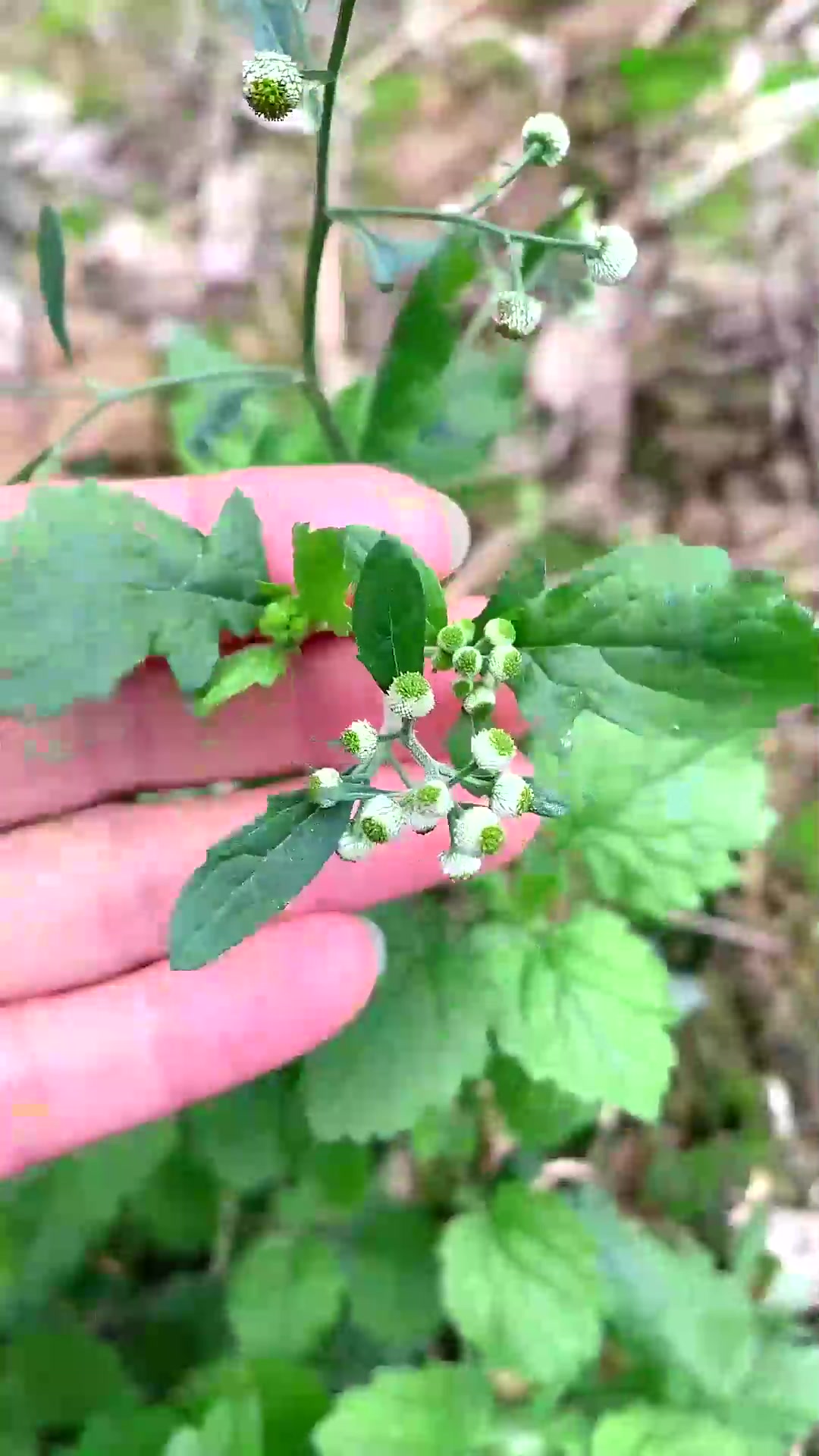  鱼眼草是一种什么样的植物?来了解一下
