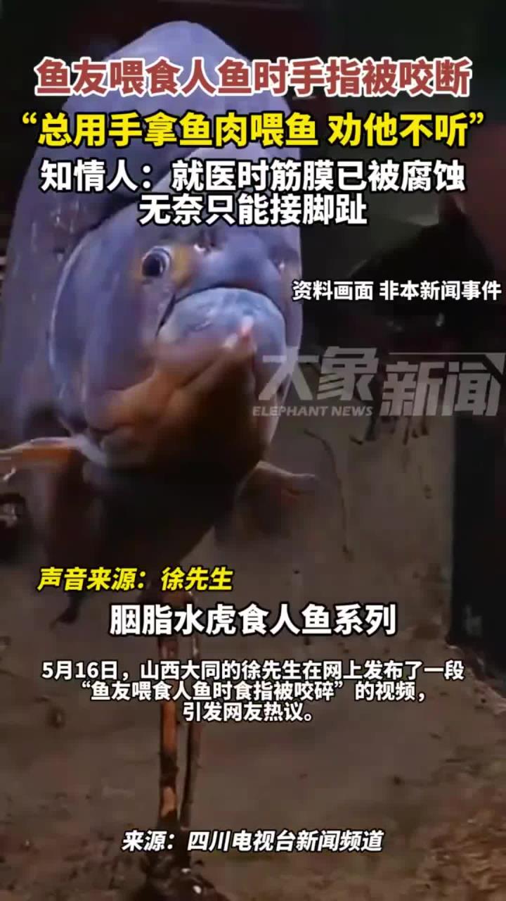 鱼友总喜欢用手拿肉喂食人鱼,手指被咬断