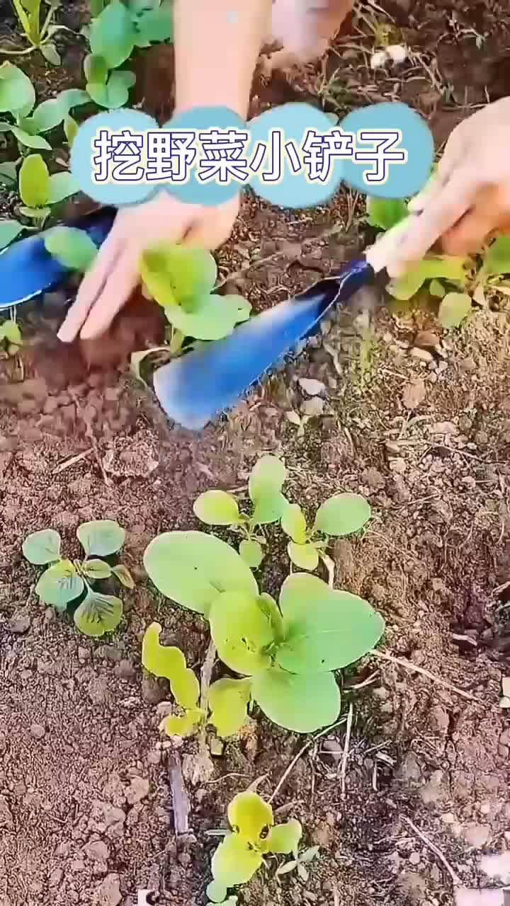 挖野菜小铲子,农民朋友的好帮手