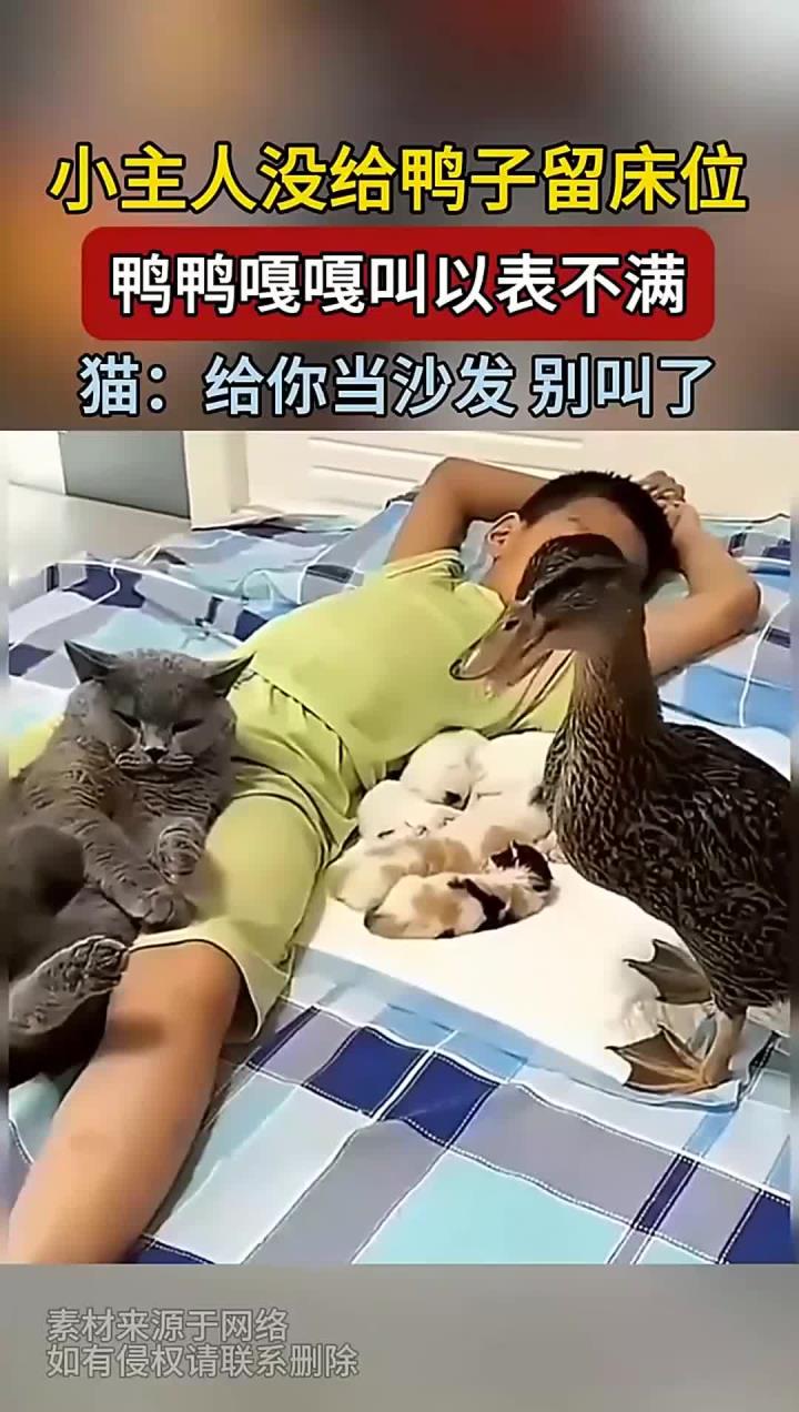 小主人没给鸭子留床位,鸭鸭嘎嘎叫以表不满,猫:给你当沙发别叫