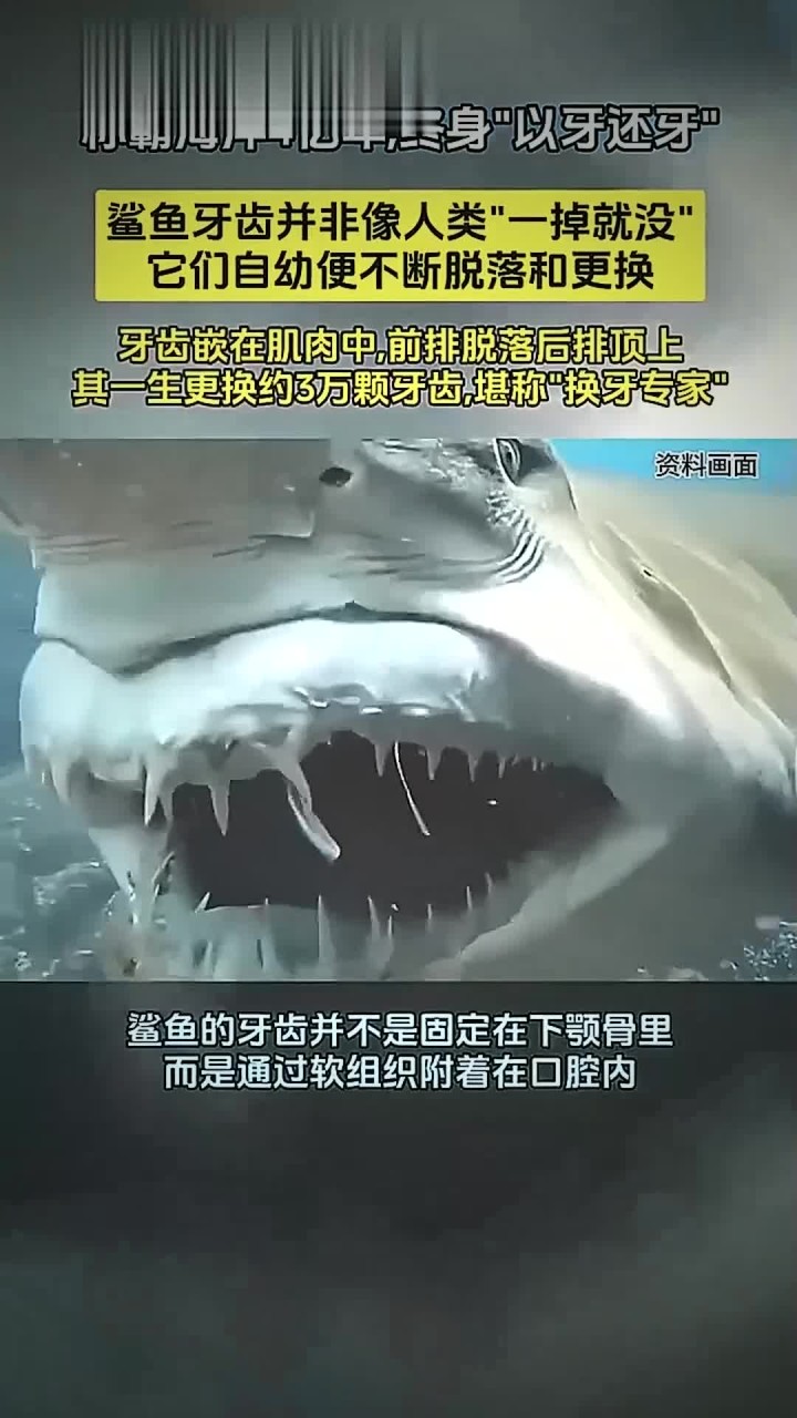 历史解读：称霸海洋4亿年，终身“以牙还牙”！鲨鱼的牙齿究竟有什么秘密？
